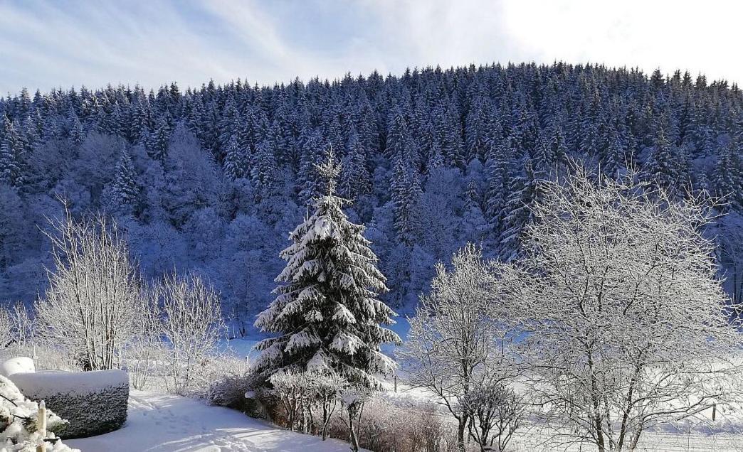 Ferienwohnung Buere Blick Mit Wellnessbereich Direkt Im Skigebiet Winterberg, Ski, Bike, Golf Exterior foto